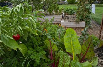 Community garden